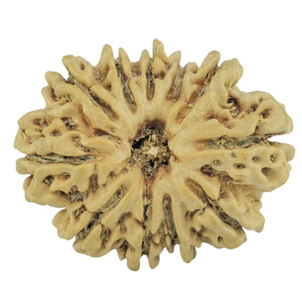 11 Mukhi Rudraksha 23.9mm 2.6gm - Rudraksha