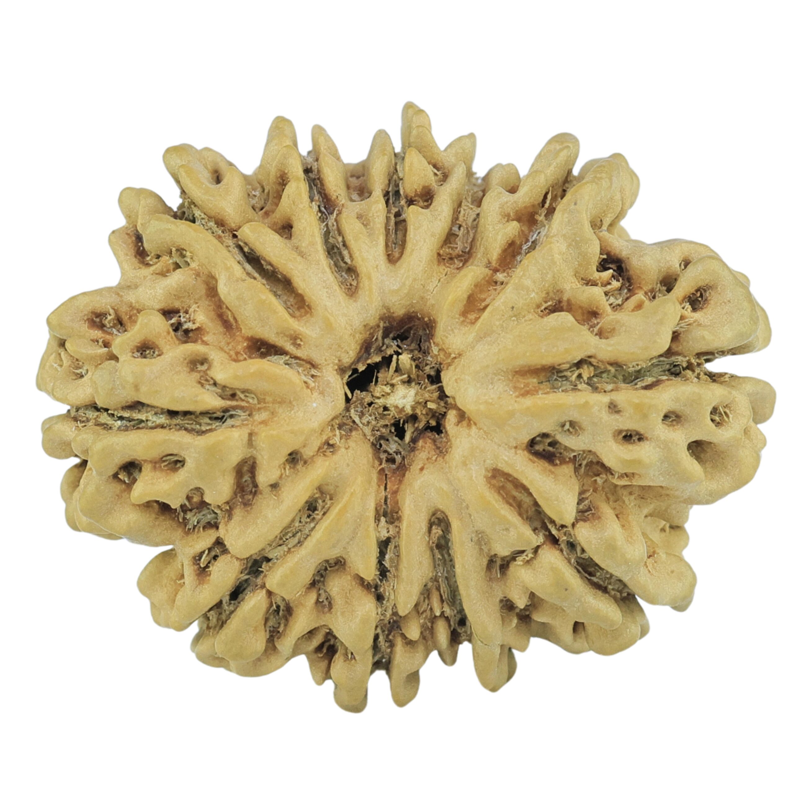 11 Mukhi Rudraksha 23.9mm 2.6gm - Rudraksha
