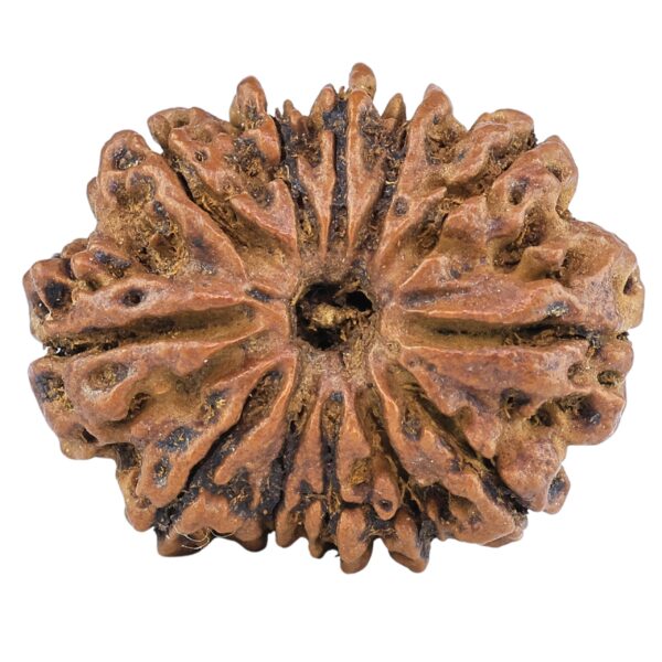 12 Mukhi Rudraksha 27.3mm 3.82gm - Rudraksha