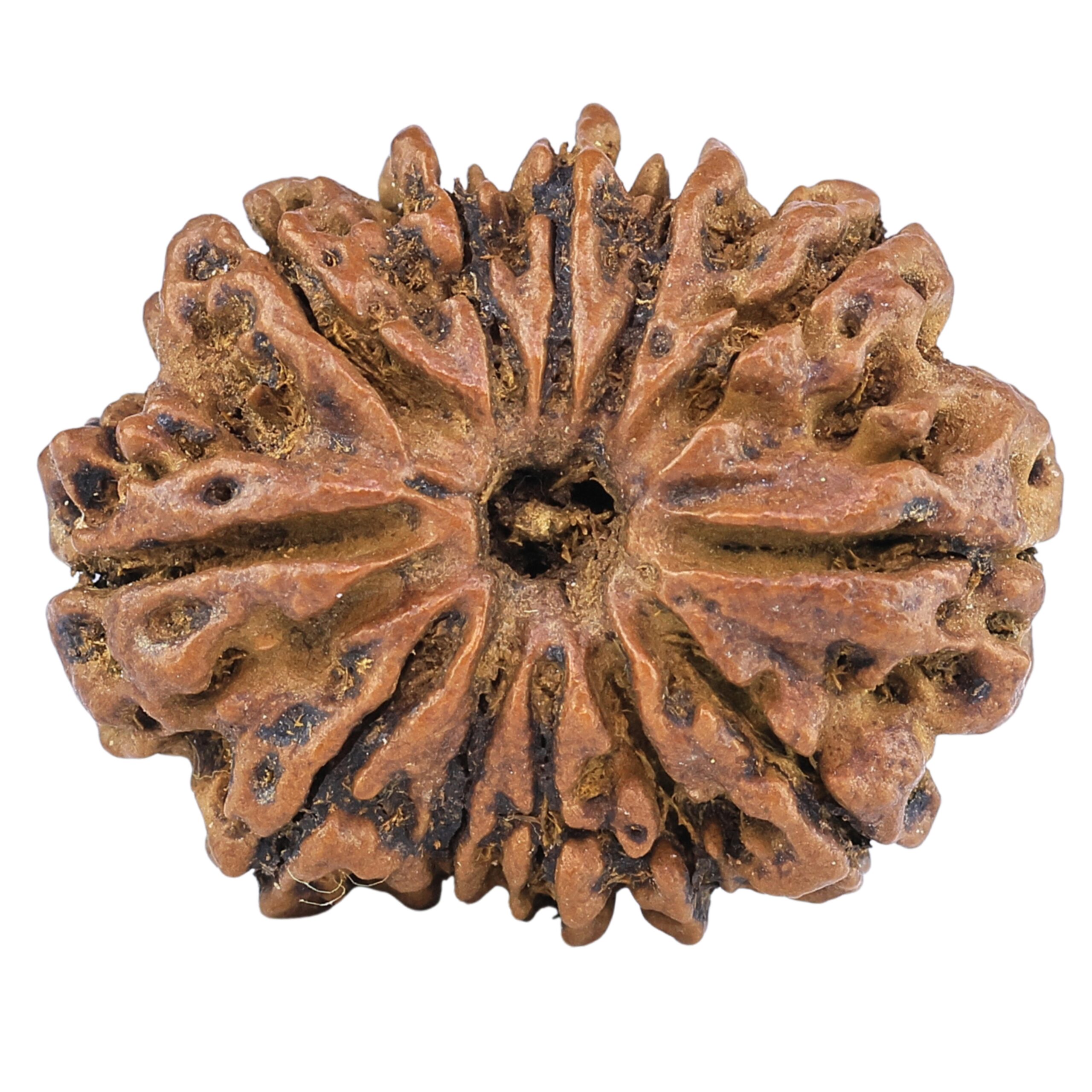 12 Mukhi Rudraksha 27.3mm 3.82gm - Rudraksha