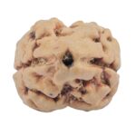2 Mukhi Rudraksha 25.4mm 2.43gm - Rudraksha