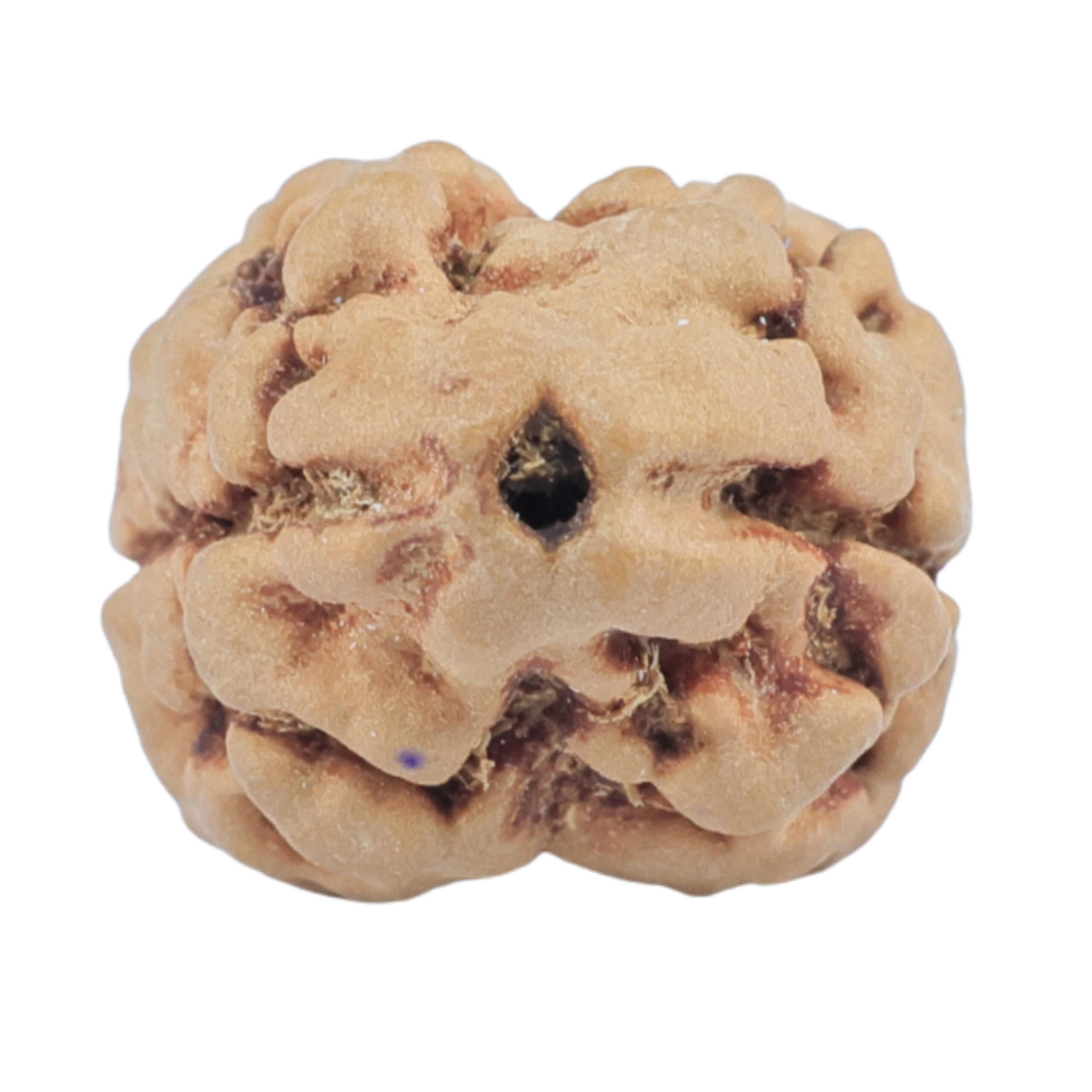 2 Mukhi Rudraksha 25.4mm 2.43gm - Rudraksha