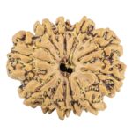 11 Mukhi Rudraksha 25.3mm 3.68gm - Rudraksha