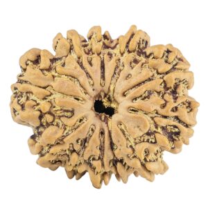11 Mukhi Rudraksha 25.3mm 3.68gm - Rudraksha