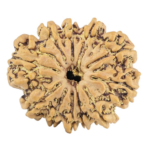 11 Mukhi Rudraksha 25.3mm 3.68gm - Rudraksha