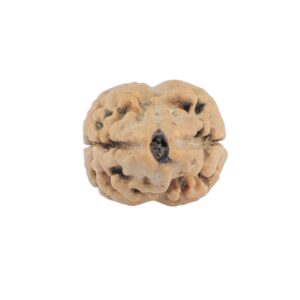 2 Mukhi Rudraksha 20.2mm 1.3gm - Rudraksha