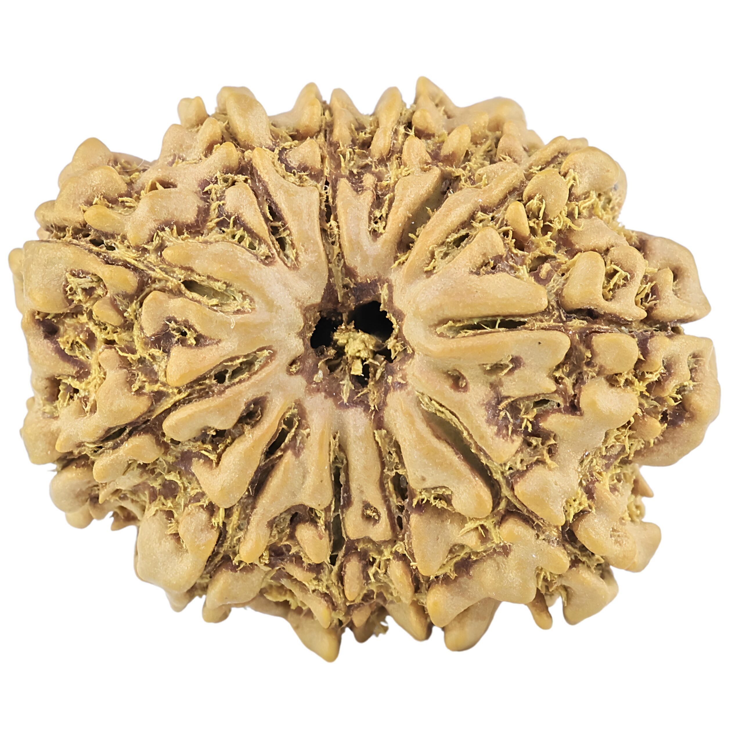 12 Mukhi Rudraksha 25.5mm 3.44gm - Rudraksha