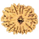 12 Mukhi Rudraksha 24.4mm 2.78gm - Rudraksha