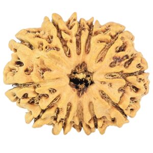 12 Mukhi Rudraksha 24.4mm 2.78gm - Rudraksha