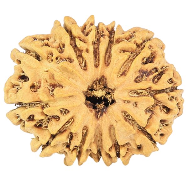12 Mukhi Rudraksha 24.4mm 2.78gm - Rudraksha