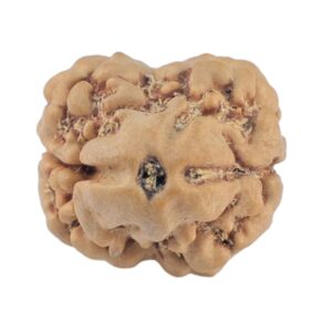 2 Mukhi Rudraksha 20.6mm 1.62gm - Rudraksha