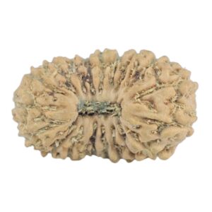 19 Mukhi Rudraksha 14.2mm 0.48gm - Rudraksha