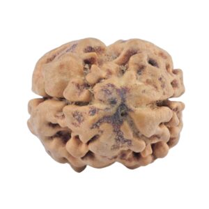 2 Mukhi Rudraksha 21.5mm 2.57gm - Rudraksha