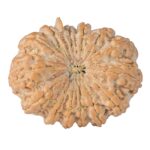 14 Mukhi Ganesh 41.1mm 13gm - Rudraksha