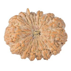 14 Mukhi Ganesh 41.1mm 13gm - Rudraksha