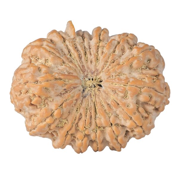 14 Mukhi Ganesh 41.1mm 13gm - Rudraksha