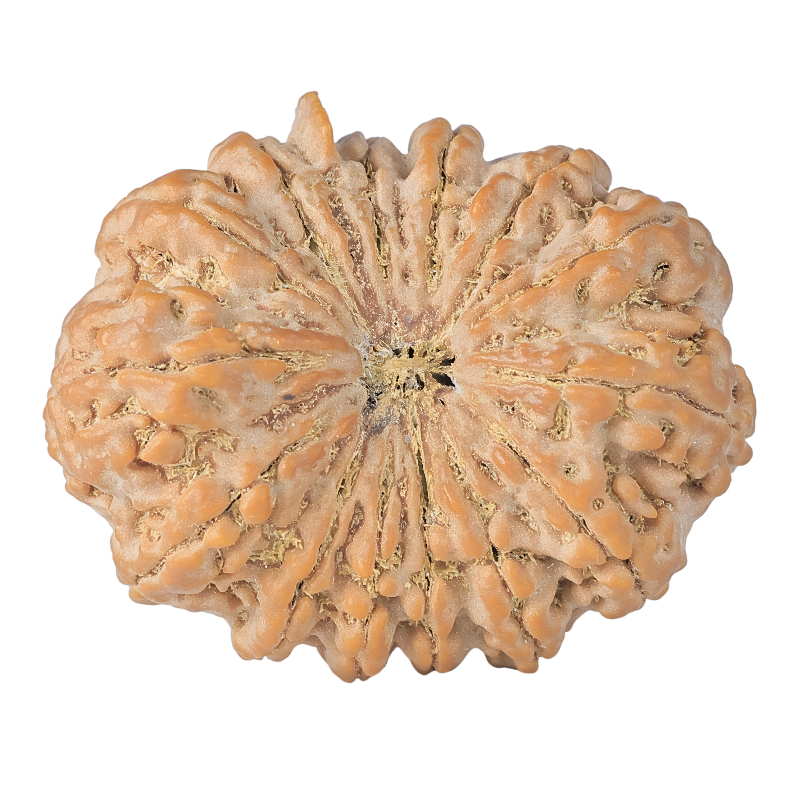 14 Mukhi Ganesh 41.1mm 13gm - Rudraksha