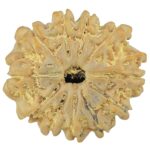 11 Mukhi Rudraksha 23.4mm 3.99gm - Rudraksha