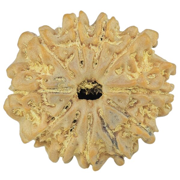 11 Mukhi Rudraksha 23.4mm 3.99gm - Rudraksha