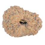 16 Mukhi Rudraksha 20.7mm 2.13gm - Rudraksha