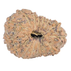 16 Mukhi Rudraksha 20.7mm 2.13gm - Rudraksha