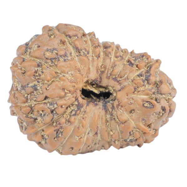 16 Mukhi Rudraksha 20.7mm 2.13gm - Rudraksha