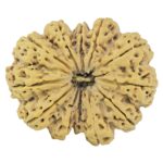 12 Mukhi Rudraksha 39.9mm 10.51gm - Rudraksha