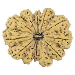 12 Mukhi Rudraksha 39.9mm 10.51gm - Rudraksha