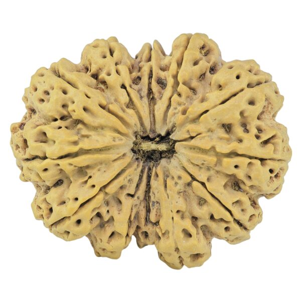 12 Mukhi Rudraksha 39.9mm 10.51gm - Rudraksha