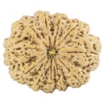 11 Mukhi Rudraksha 35.5mm 9.98gm - Rudraksha