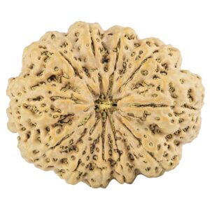 11 Mukhi Rudraksha 35.5mm 9.98gm - Rudraksha