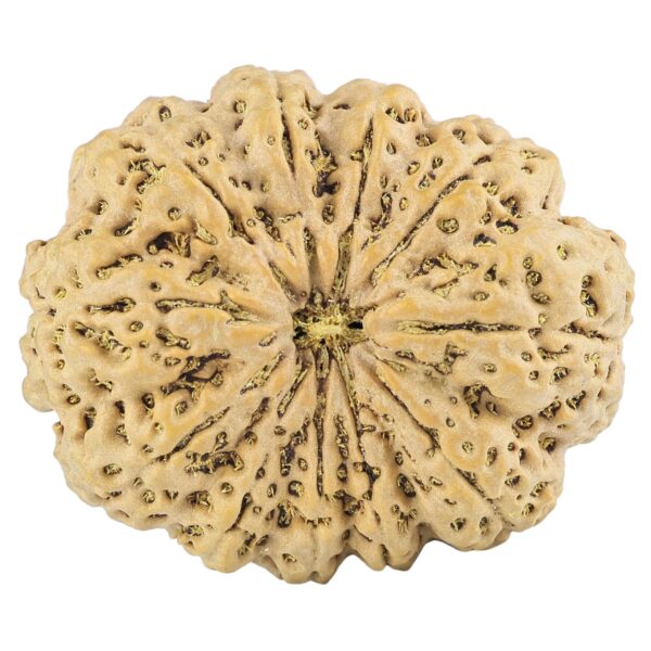 11 Mukhi Rudraksha 35.5mm 9.98gm - Rudraksha