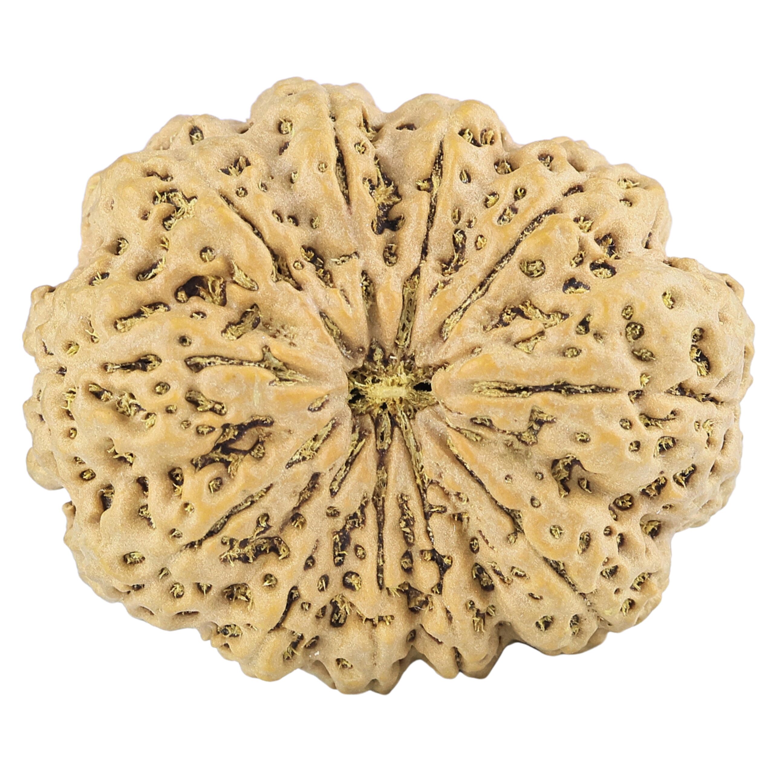 11 Mukhi Rudraksha 35.5mm 9.98gm - Rudraksha