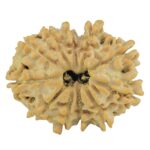 11 Mukhi Rudraksha 24.1mm 3.11gm - Rudraksha