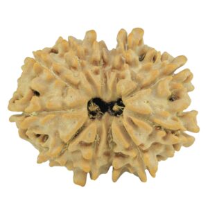11 Mukhi Rudraksha 24.1mm 3.11gm - Rudraksha