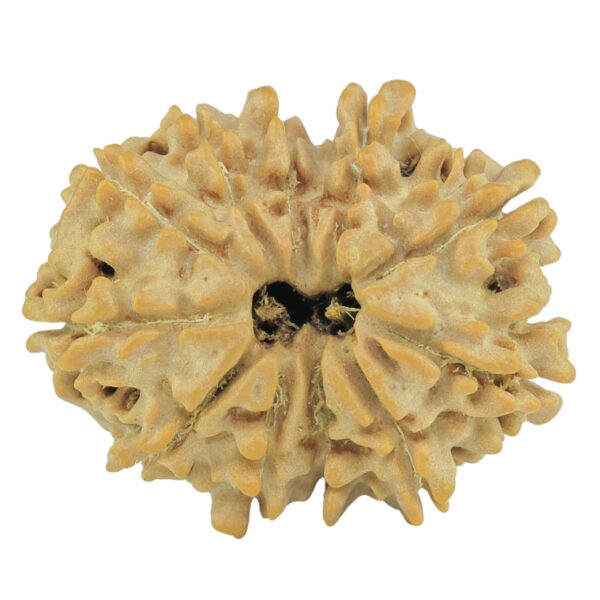 11 Mukhi Rudraksha 24.1mm 3.11gm - Rudraksha