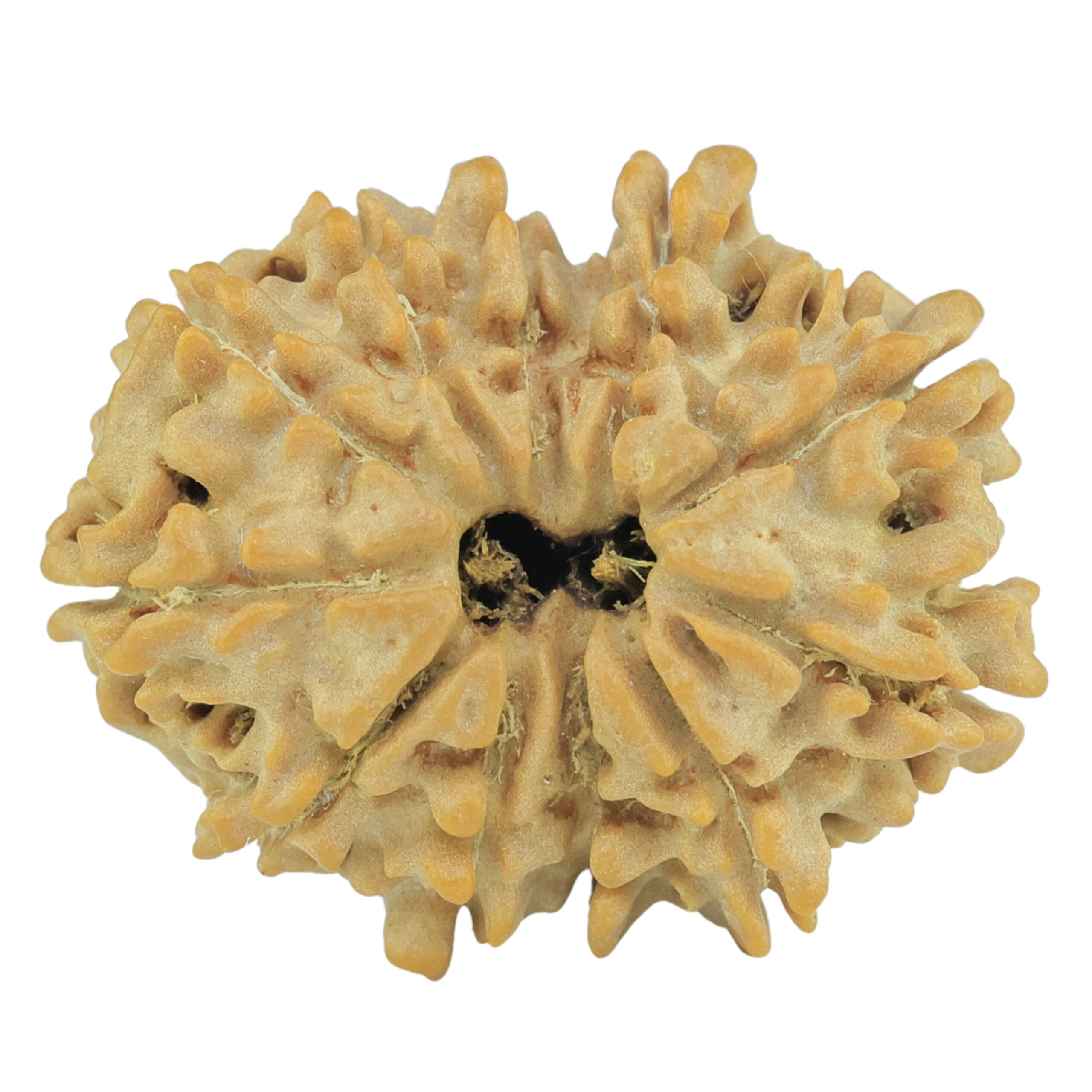 11 Mukhi Rudraksha 24.1mm 3.11gm - Rudraksha
