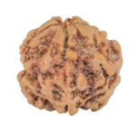 1MK(Underdeveloped) 23.3mm 4.3gm - Rudraksha