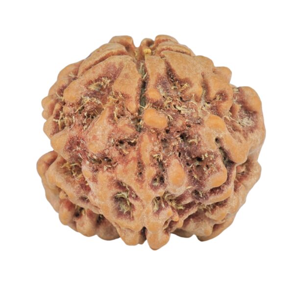 1MK(Underdeveloped) 23.3mm 4.3gm - Rudraksha