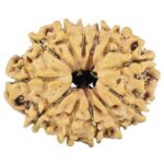 12 Mukhi Rudraksha 25.1mm 2.68gm - Rudraksha