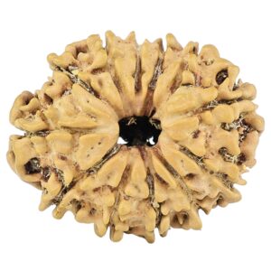12 Mukhi Rudraksha 25.1mm 2.68gm - Rudraksha