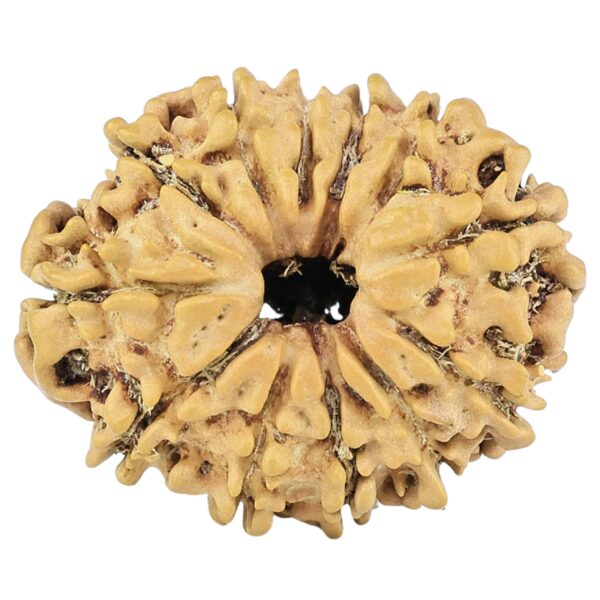 12 Mukhi Rudraksha 25.1mm 2.68gm - Rudraksha