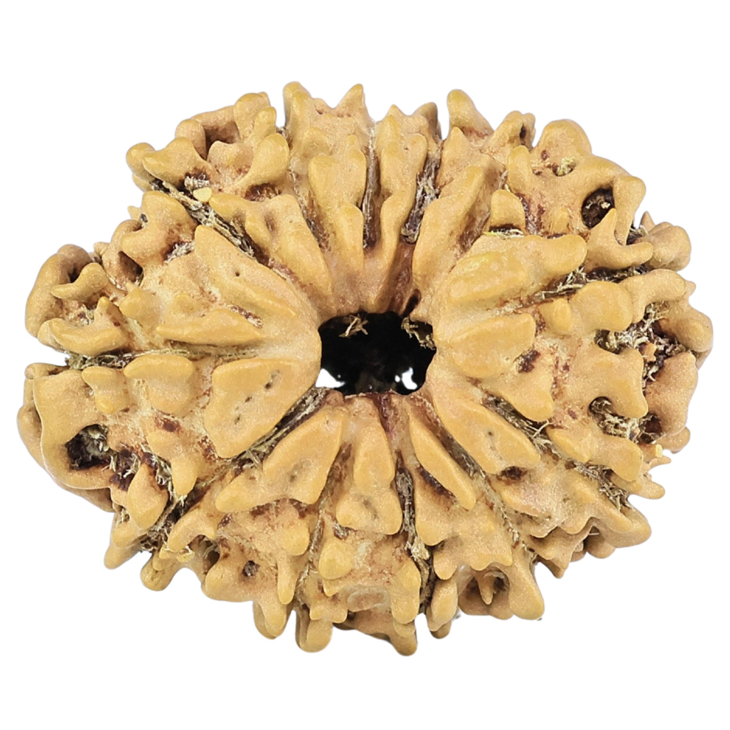 12 Mukhi Rudraksha 25.1mm 2.68gm - Rudraksha