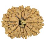 11 Mukhi Rudraksha 25.7mm 3.32gm - Rudraksha