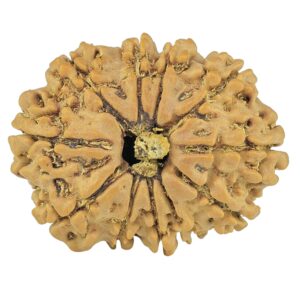 11 Mukhi Rudraksha 25.7mm 3.32gm - Rudraksha
