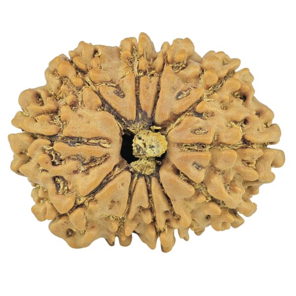11 Mukhi Rudraksha 25.7mm 3.32gm - Rudraksha