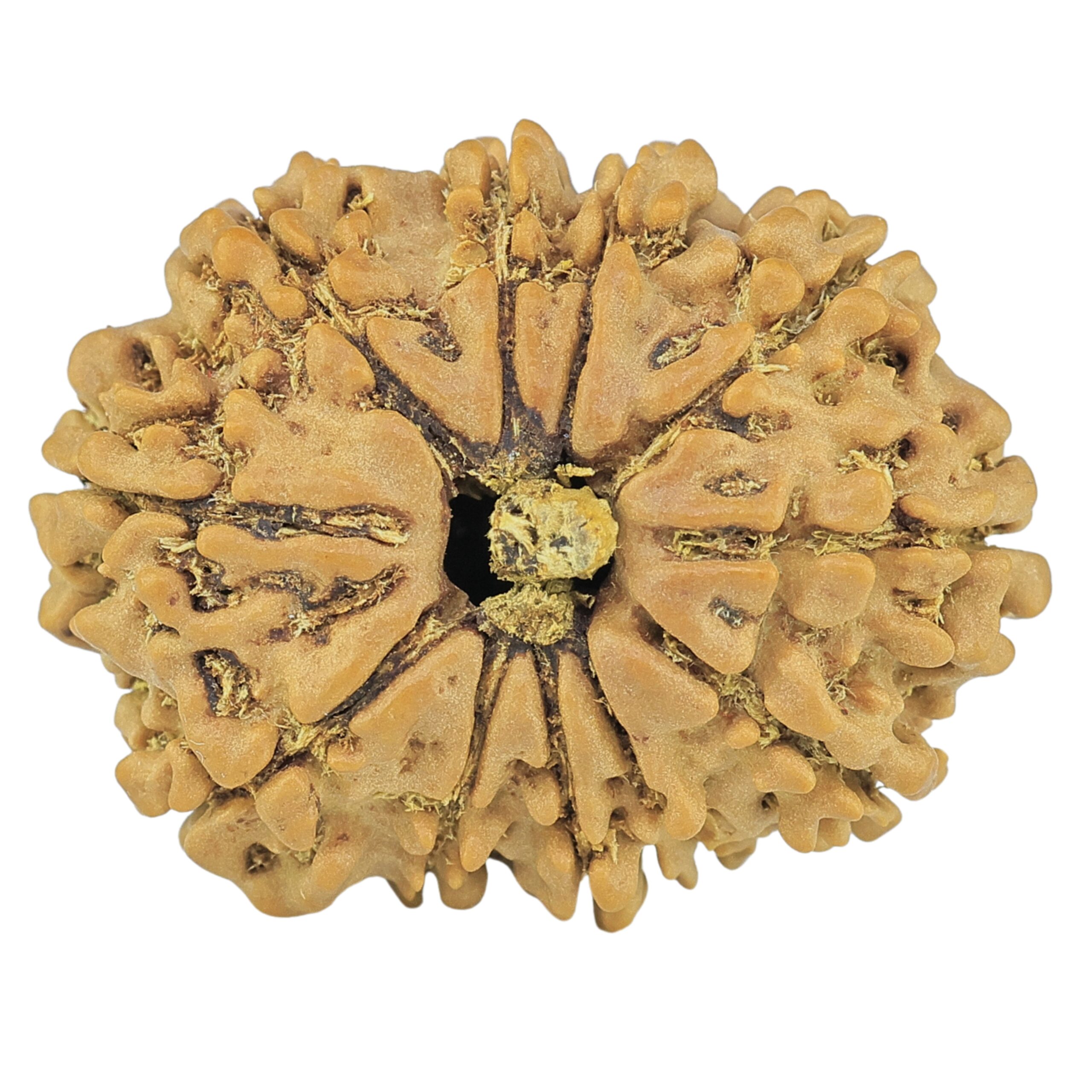 11 Mukhi Rudraksha 25.7mm 3.32gm - Rudraksha
