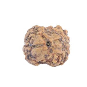 2 Mukhi Rudraksha 19.4mm 1.44gm - Rudraksha