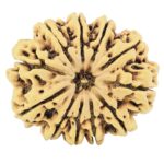 11 Mukhi Rudraksha 31.8mm 6.89gm - Rudraksha