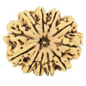 11 Mukhi Rudraksha 31.8mm 6.89gm - Rudraksha